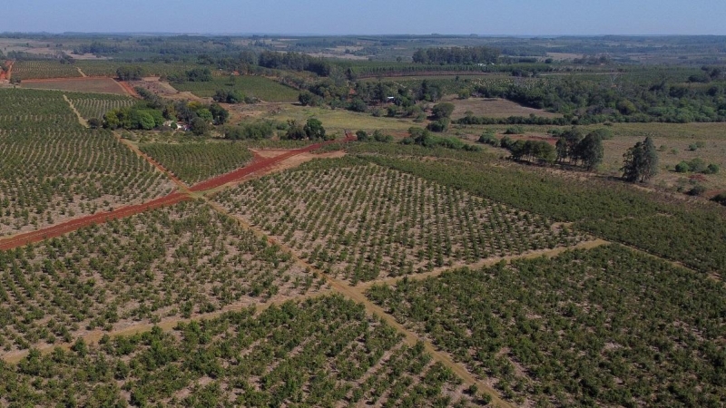 24/02/2022 Vista aérea de plantaciones de yerba mate en los campos de la Cooperativa Agrícola de la Colonia Liebig en Corrientes, Argentina