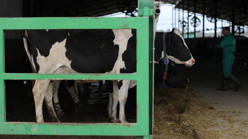 Una vaca lechera en las instalaciones de una granja láctea de Talavera de la Reina, Toledo, Castilla La Mancha.