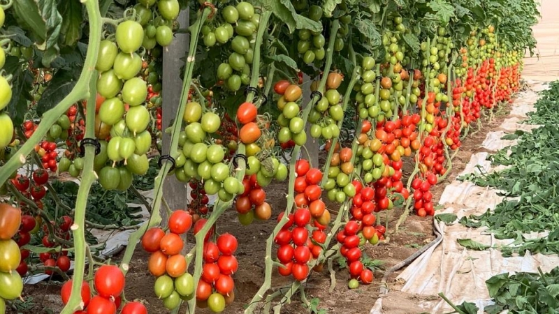 23/05/2022 Plantación de tomates en Italia.