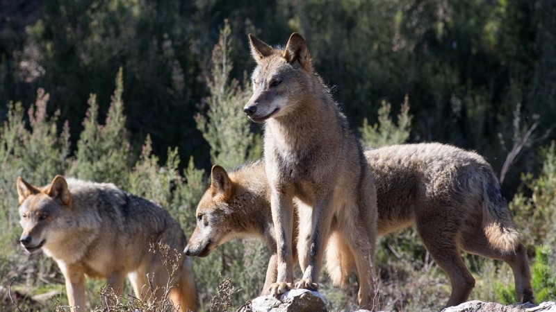 Varios lobos ibéricos del Centro del Lobo Ibérico en localidad de Robledo de Sanabria, en plena Sierra de la Culebra.