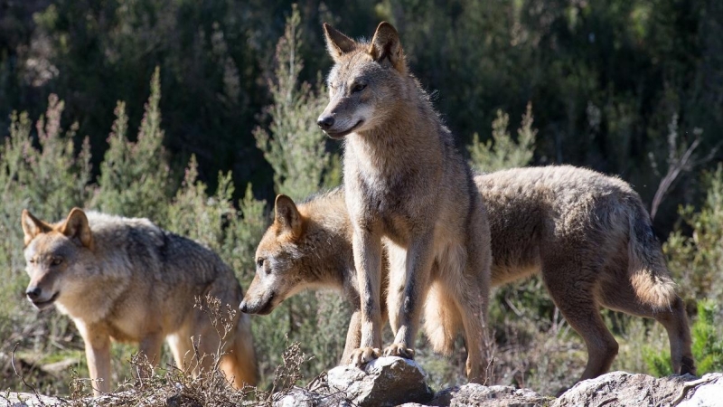 Varios lobos ibéricos del Centro del Lobo Ibérico en localidad de Robledo de Sanabria, en plena Sierra de la Culebra.
