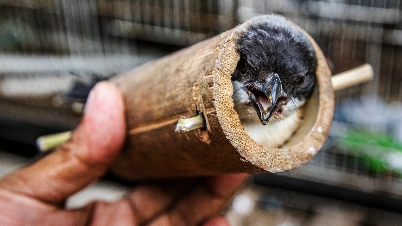 Las aves podrían desaparecer para siempre