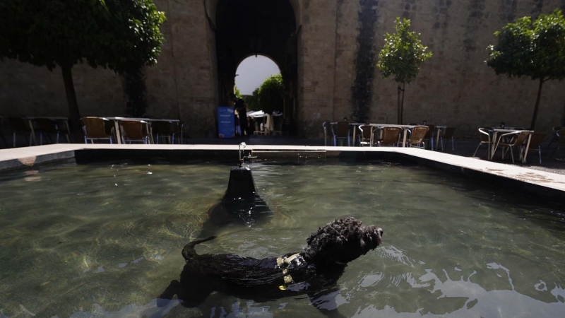 Un perro se baña en una fuente de la Judería de Córdoba, para intentar mitigar las altas temperaturas que se registran