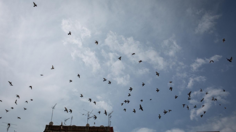 (30/4/2021) Pájaros sobrevuelan el cielo en abril de 2021 (Archivo).