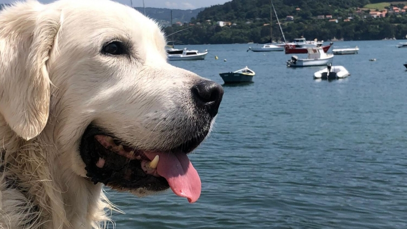 16/06/2022 Una imagen de Ludo en la playa.