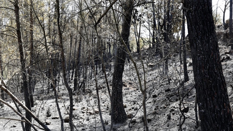 (19/6/22) Incendio en Olivella (Barcelona).