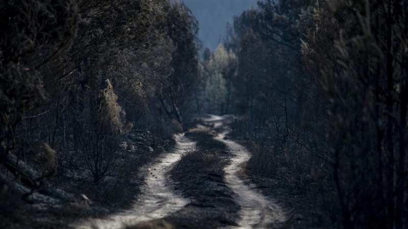 Vista general de la superficie calcinada en el incendio forestal de la reserva de la Sierra de la Culebra, a 21 de junio de 2022, en Villardeciervos, Zamora.