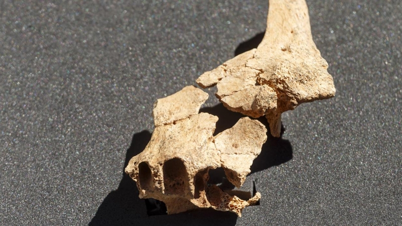 (8/7/2022) El fragmento del maxilar superior y de la mejilla de un individuo que pudo vivir en la Sierra de Atapuerca hace 1,4 millones de años.