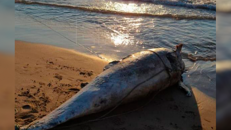 11/07/2022, Fotografía compartida, a través de Twitter, por la Policía Local de Alboraia donde se puede ver el cadáver del delfín en las orillas del mar, a 11 de julio de 2022.