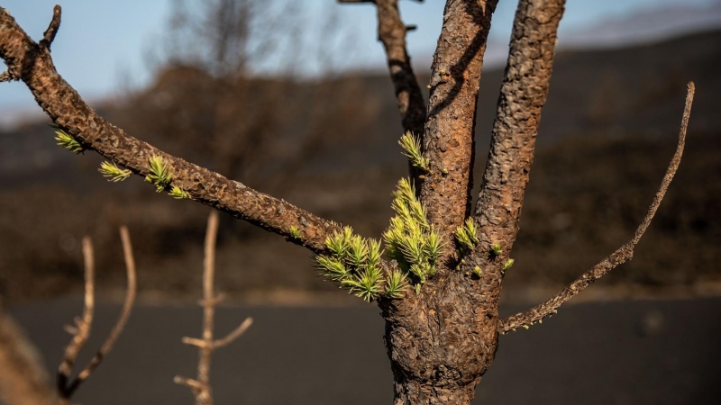 Nuevos brotes verdes en pinos canarios sepultados por la ceniza y afectados por los gases tóxicos emanados por el volcán en la zona de Las Manchas,