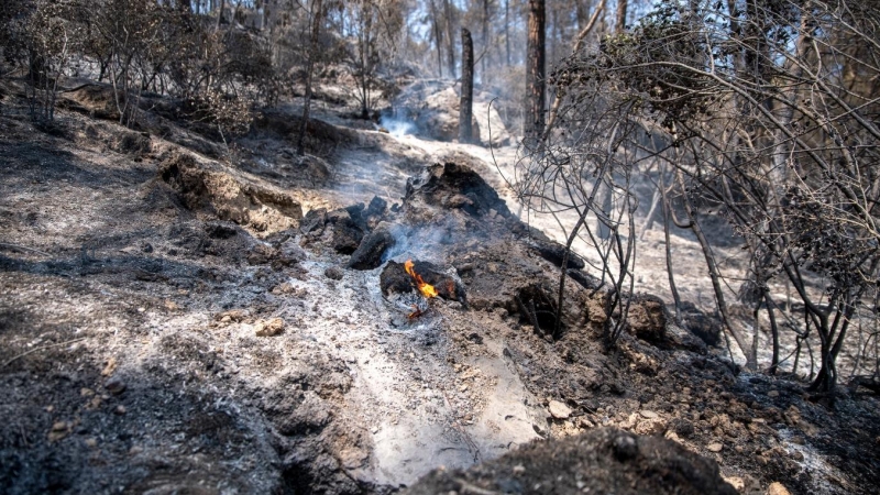 (18/7/22) Zona vegetal afectada por el incendio de Pont de Vilomara, a 18 de julio de 2022, en Pont de Vilomara, Barcelona, Catalunya (España).