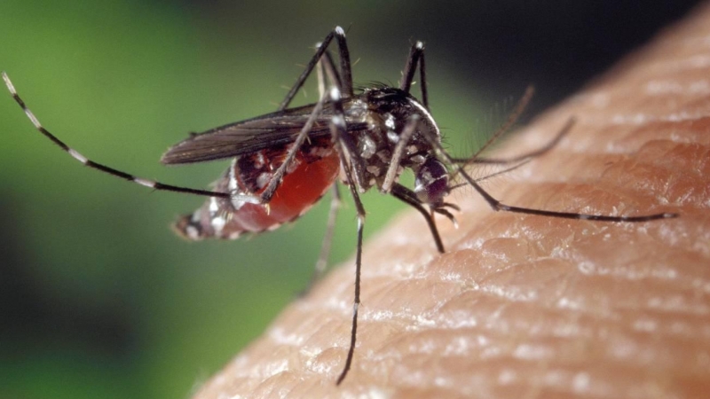 Los mosquitos Aedes aegypti y Aedes albopictus son vectores de los virus del zika y dengue.