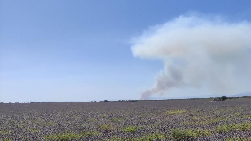 Campos de Lavanda en Brihuega mientras el incendio de Humanes(Guadalajara) está activo