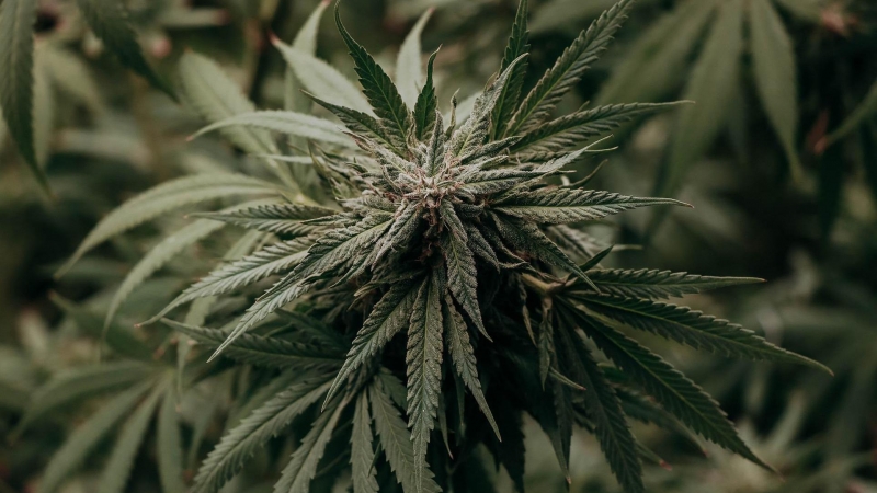 Una planta de cannabis en una imagen de archivo