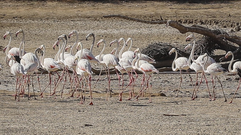 Unos flamencos recorren una laguna completamente seca en La Cañada de los Pájaros, un humedal de La Puebla del Río