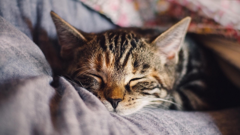 El gato, el animal más popular de internet, celebra su día hasta en tres ocasiones