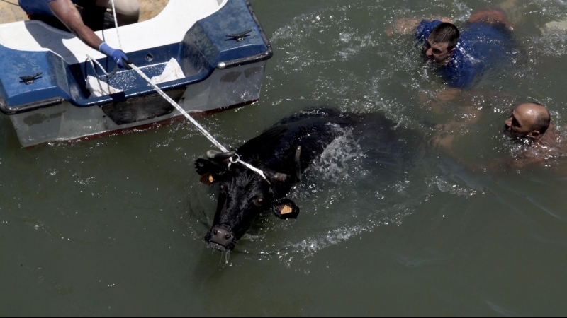 Bous a la mar de Denia (País Valencià) el pasado mes de junio, donde los animales son obligados a saltar al agua salada, de la que son rescatados mientras se ahogan.