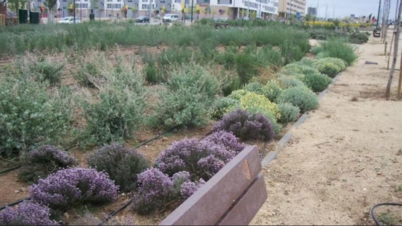 Ejemplo de xerojardinería en Valdespartera (Zaragoza) un tipo de jardín con bajo consumo de agua adecuado para climas secos.