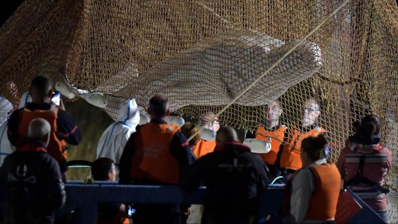 Los socorristas tiran de una red mientras rescatan a una beluga varada en el río Sena en Notre Dame de la-Garenne (Francia). Expertos marinos franceses lanzaron el 9 de agosto una ambiciosa operación para salvar a una beluga enferma que había remontado el