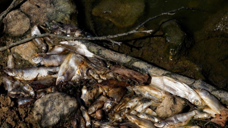 Los peces yacen muertos en un estanque en Neuvy-Saint-Sepulchre (Francia) el 9 de agosto de 2022 REUTERS