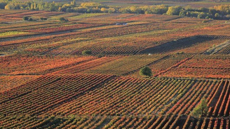 La Rioja huele a vendimia y a vino: referencia mundial en enoturismo