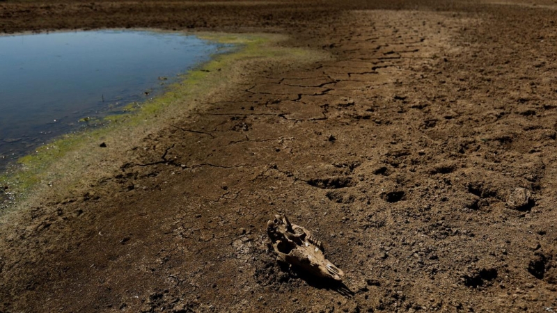 El cráneo de una oveja yace en suelo seco durante la severa sequía registrada en el embalse de Cijara, en Villarta de los Montes, España, el 6 de agosto de 2022.