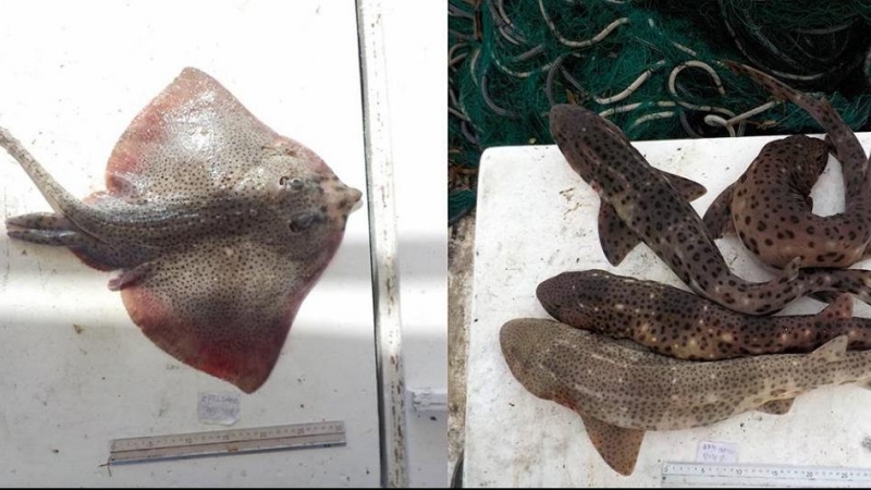 11/08/2022 Ejemplares de raya común ('Raja clavata', izquierda) y de dos especies de tiburones ('Scyliorhinus stellaris' y 'Scyliorhinus canicula', derecha), pescados en Los Freus, Formentera