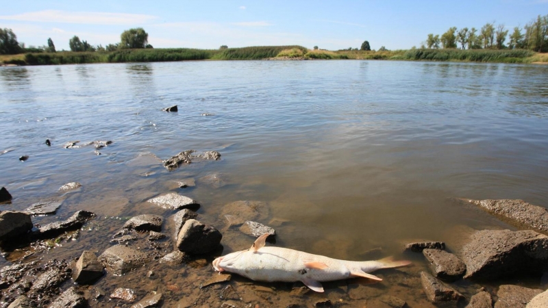 Peces muertos en el río Oder en el pueblo de Cigacice, al oeste de Polonia. La zona vive un desastre ecológico por la contaminación, agravada por la sequía.