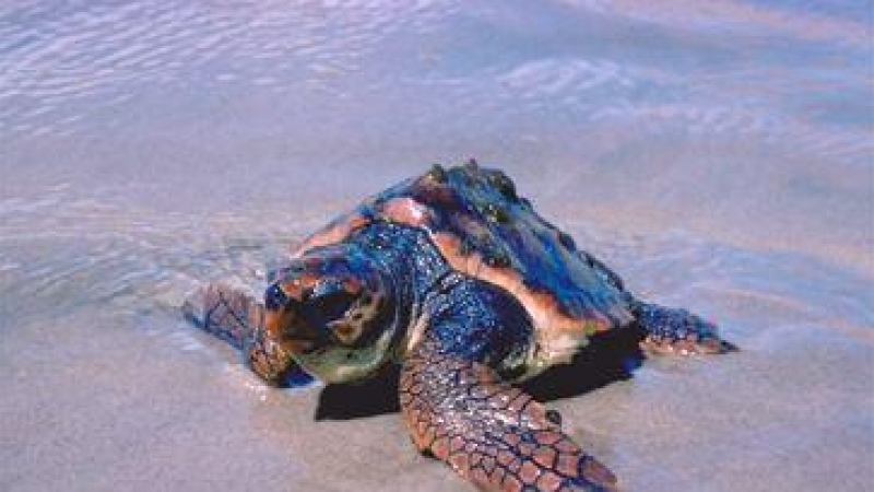 Imagen de un ejemplar de tortuga boba, común en las costas del Mediterráneo.