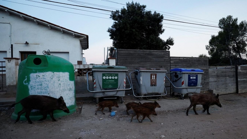 Un grupo de jabalíes pasan junto a contenedores de basura en Molins de Rei, al norte de Barcelona. REUTERS/Albert Gea