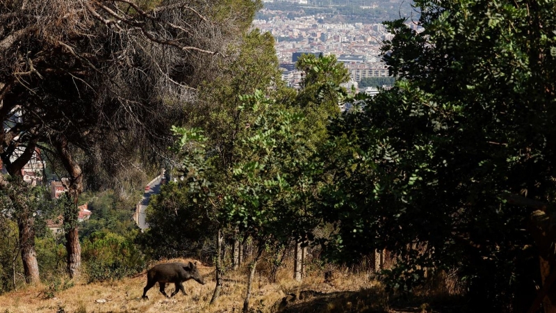 Un jabalí corre por el Parque Natural de Collserola, con Barcelona al fondo. REUTERS/Albert Gea