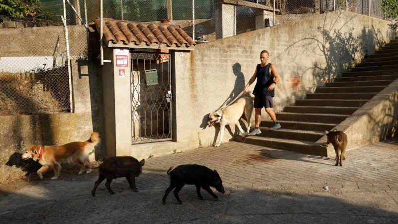 Un hombre con sus perros pasa junto a grupo de jabalíes por el barrio de Las Planas en el Parque Natural de Collserola. REUTERS/Albert Gea