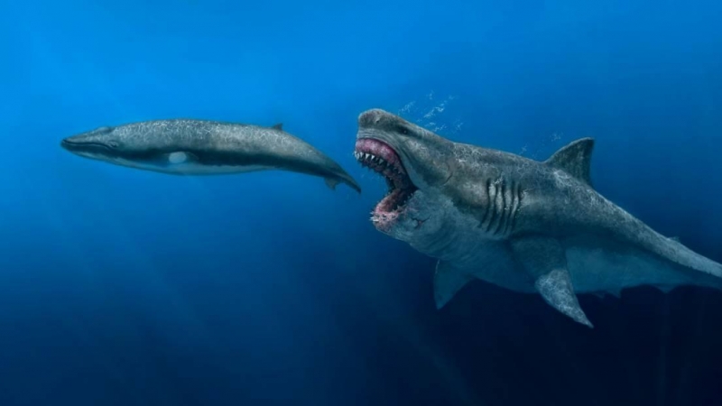 18/08/2022 Representación artística de un Otodus megalodon de 16 m depredando a un balenóptero de 8 m, en el Plioceno.