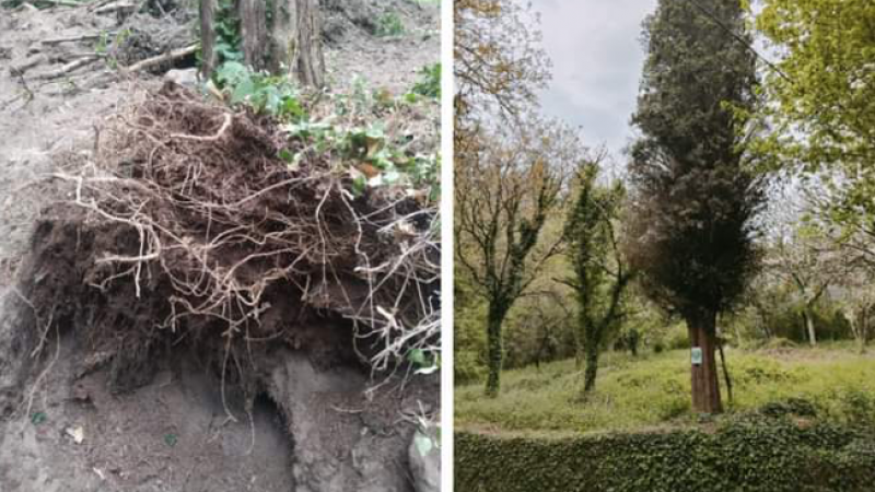 18/8/22 Antes y después del ciprés centenario, uno de los árboles de Rocas destruidos por las obras de la Deputación de Ourense.