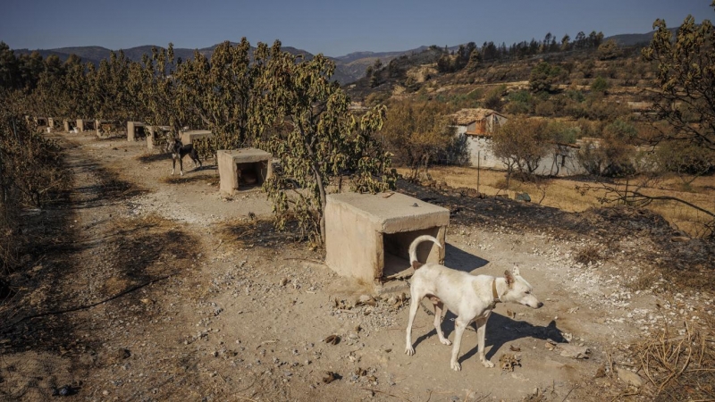 20/08/2022-Vista general del paisaje este sábado, tras el incendio forestal que ha evolucionado favorablemente a lo largo de la noche y a primeras horas de la mañana no presenta llamas en la mayor parte del perímetro.