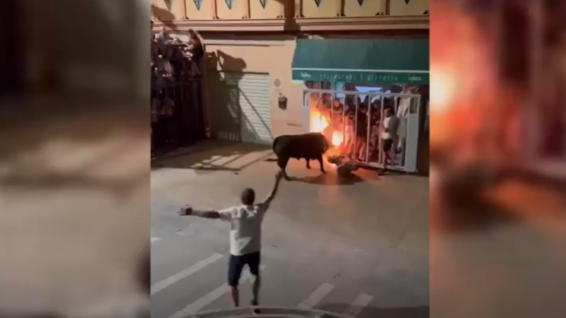 Cogida del toro a un asistente del 'bou embolat' de Vallada en otro incidente previo al fallecimiento del joven