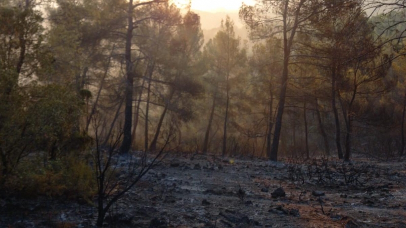 Incendio sin llamas, en Jaén, a 24 de agosto de 2022.