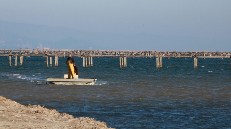 27/01/2022 - Àrea de cria de musclos al Delta de l'Ebre.