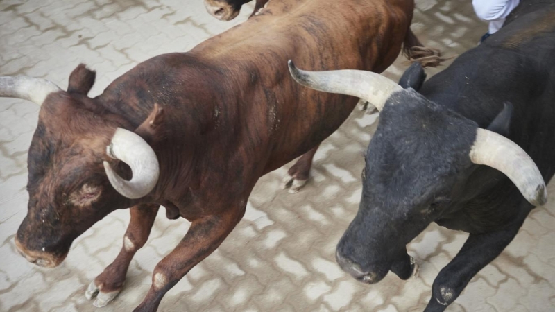 14/7/22 Toros durante el último encierro de las Fiestas de San Fermín, donde la tauromaquia también está muy presente, a 14 de julio de 2022