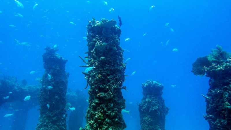 Los peces nadan a través del arrecife 'Neptune Memorial Reef' hecho por el hombre.