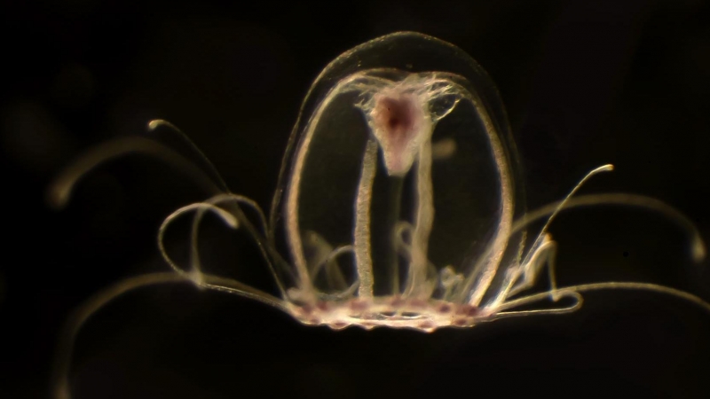 Un equipo de investigadores de la Universidad de Oviedo ha descifrado el genoma de la medusa 'inmortal', Turritopsis dohrnii.