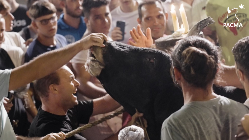 18/8/22 Varias personas se abalanzan sobre un toro en Museros, a 18 de agosto de 2022.