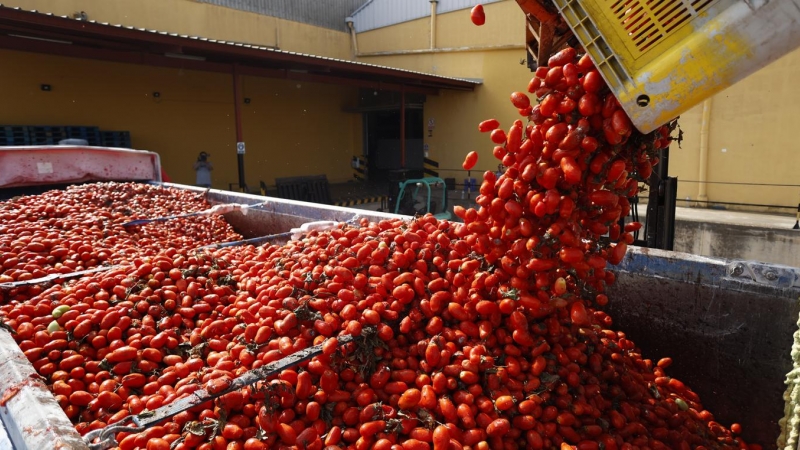 30/8/22 Preparativos de la Tomatina de Buñol, que se celebra este miércoles, desde la cooperativa agrícola de La Llosa, a 30 de agosto de 2022.