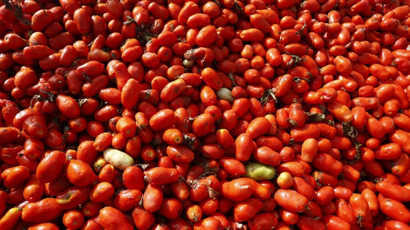 30/8/22 Preparativos de la Tomatina de Buñol, que se celebra este miércoles, desde la cooperativa agrícola de La Llosa, a 30 de agosto de 2022.