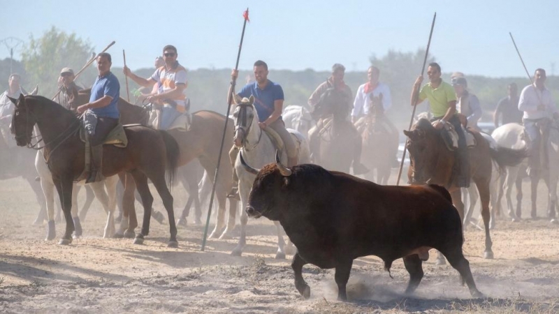 Algunos participantes tratan de herir con lanzas a una res en el festejo del Toro de la Vega de 2017, en Tordesillas.