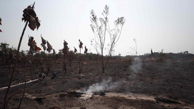 Vista de un bosque quemado, el 4 de septiembre de 2022 en el departamento de Madre de Dios (Perú).