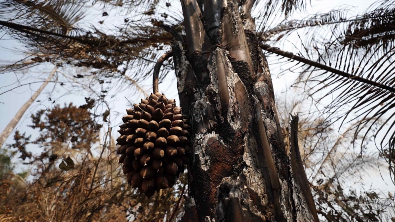 El árbol de un bosque del Amazonas peruano