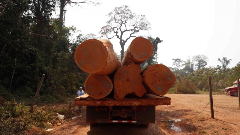 Troncos de árboles shihuahuaco son transportados el 4 de septiembre de 2022 en el departamento de Madre de Dios (Perú).