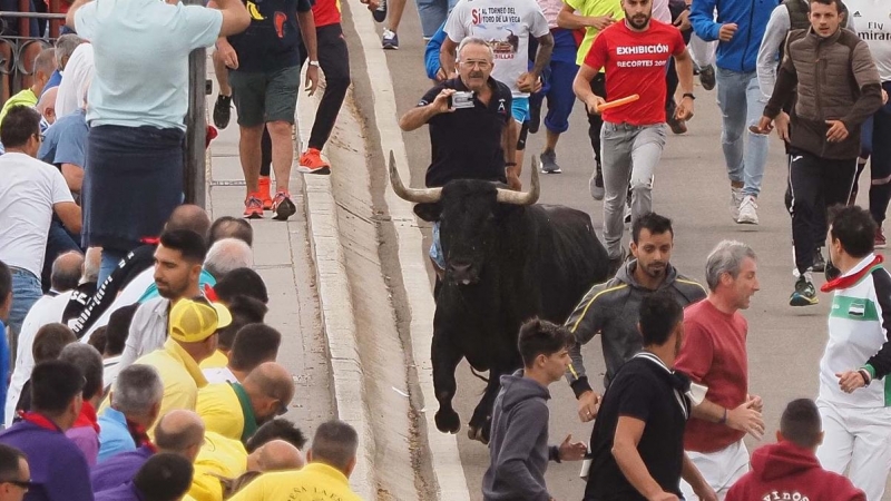 Varias personas rodean al toro 'Manjar' durante la celebración de la festividad del Toro de la Vega en Tordesillas, este martes.