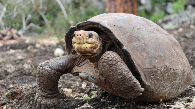 Fotografía cedida por Galapagos Conservancy que muestra a la tortuga Fernanda.